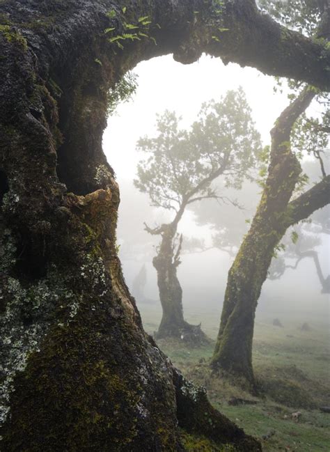 Foggy Forest Event Madeira 